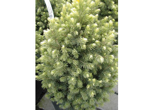 Picea pungens Rainbow End